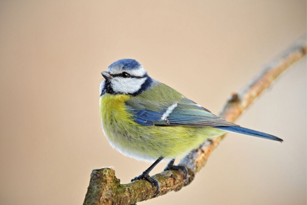 Blue Tit: Facts, Song & Diet (The Ultimate Guide) - Bird Nature