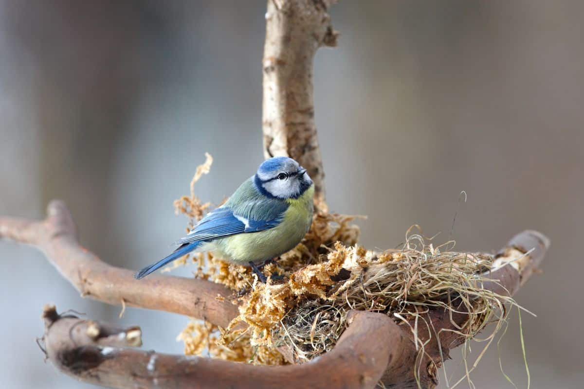 A Blue Tit making a nest on a tree.