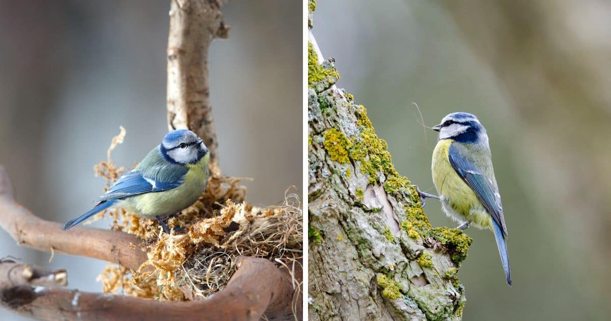 Proportion of blue tits to first attack the different offered