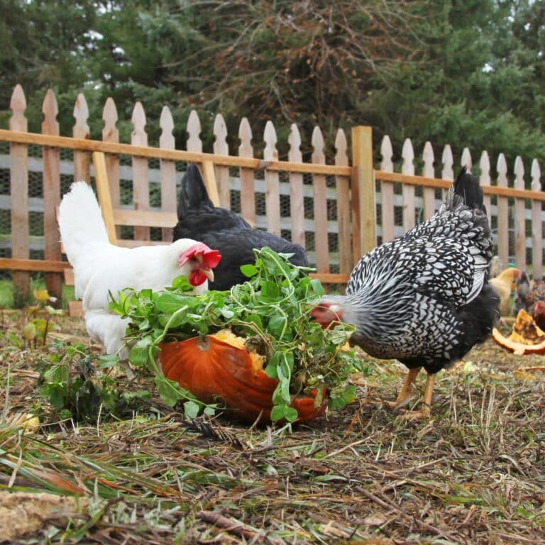 Can Ducks Eat Strawberries? (Do’s and Don'ts) Bird Nature