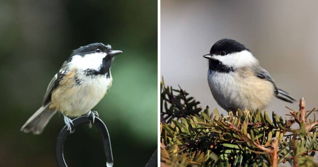 Coal Tit vs. Chickadee (11 Key Differences Explained) - Bird Nature