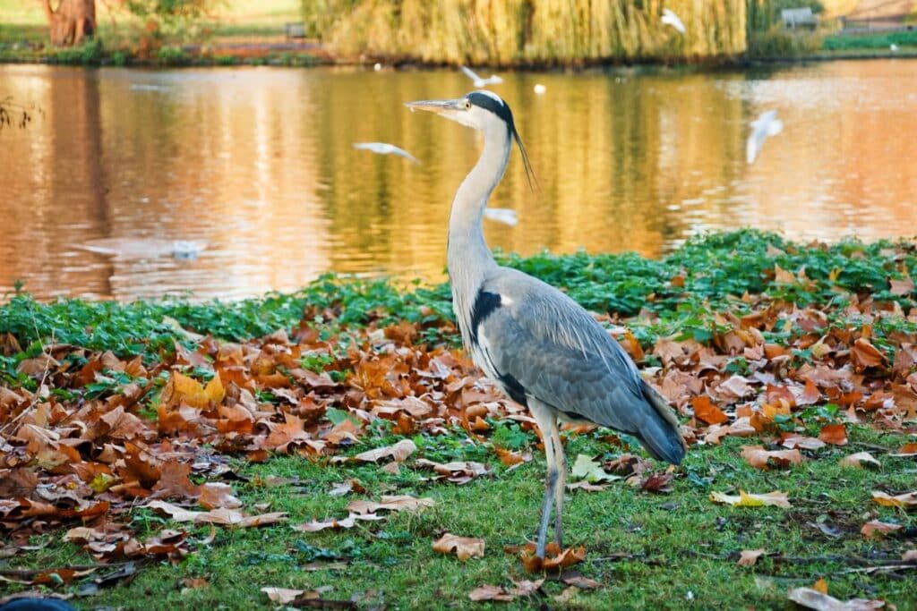 what-do-cranes-eat-everything-you-need-to-know-bird-nature