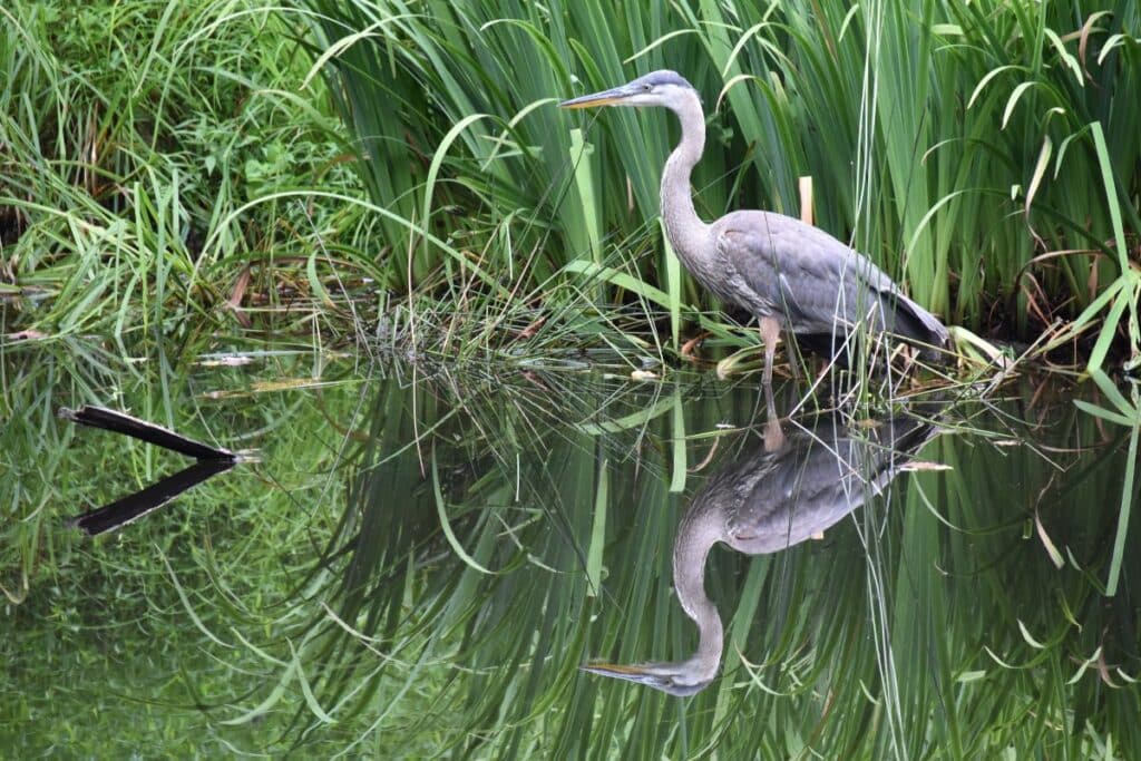 what-do-cranes-eat-everything-you-need-to-know-bird-nature