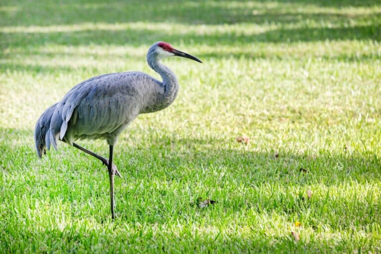 What Do Cranes Eat? (Everything You Need to Know) - Bird Nature