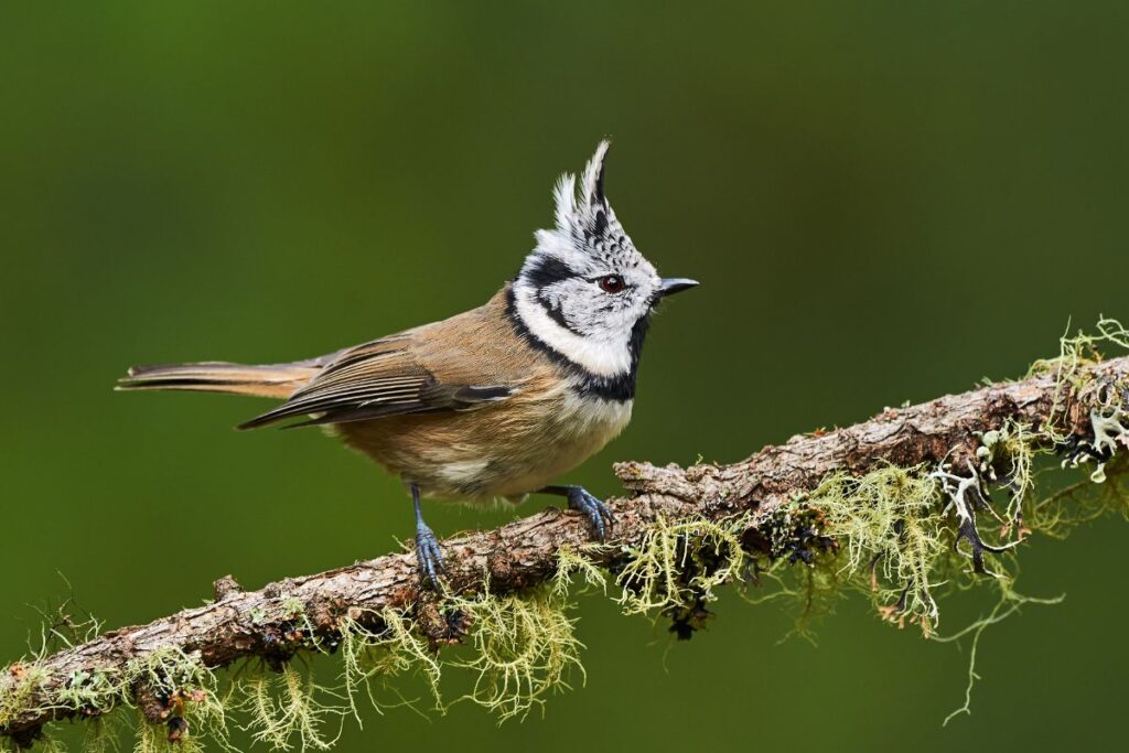 Crested Tit: Facts, Song, and Diet (The Definitive Guide) - Bird Nature