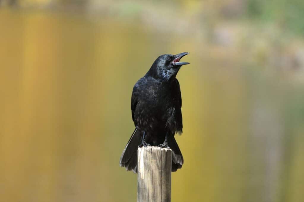 Do Crows Mate for Life? (What Science Says) - Bird Nature