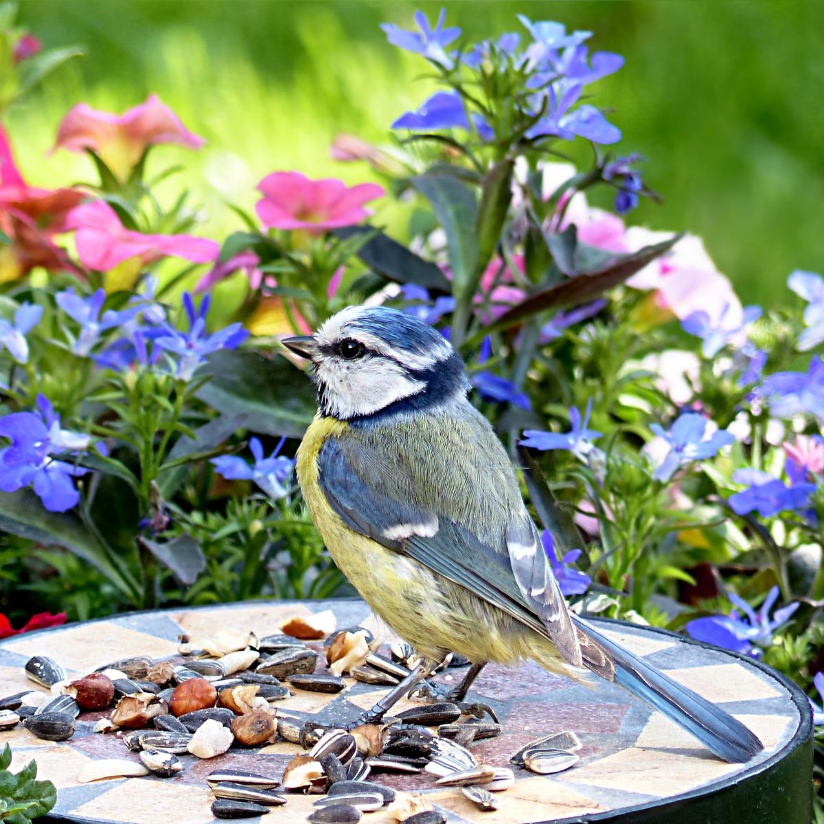 do-birds-have-taste-buds-answered-bird-nature