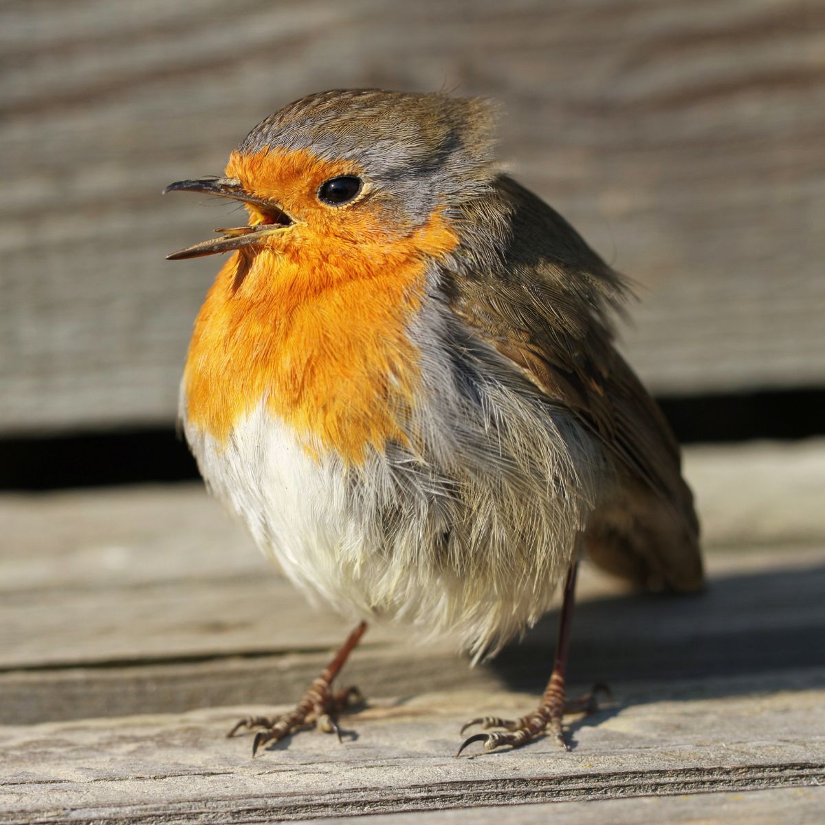 do-birds-have-tongues-here-are-the-facts-bird-nature