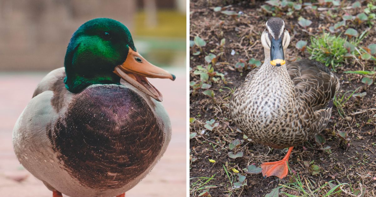 Do Ducks Have Ears With Pictures Bird Nature