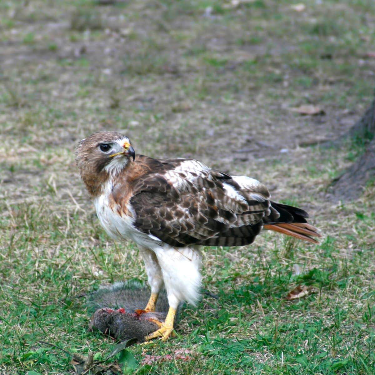 Do Hawks Eat Squirrels? (Here's the Truth) - Bird Nature