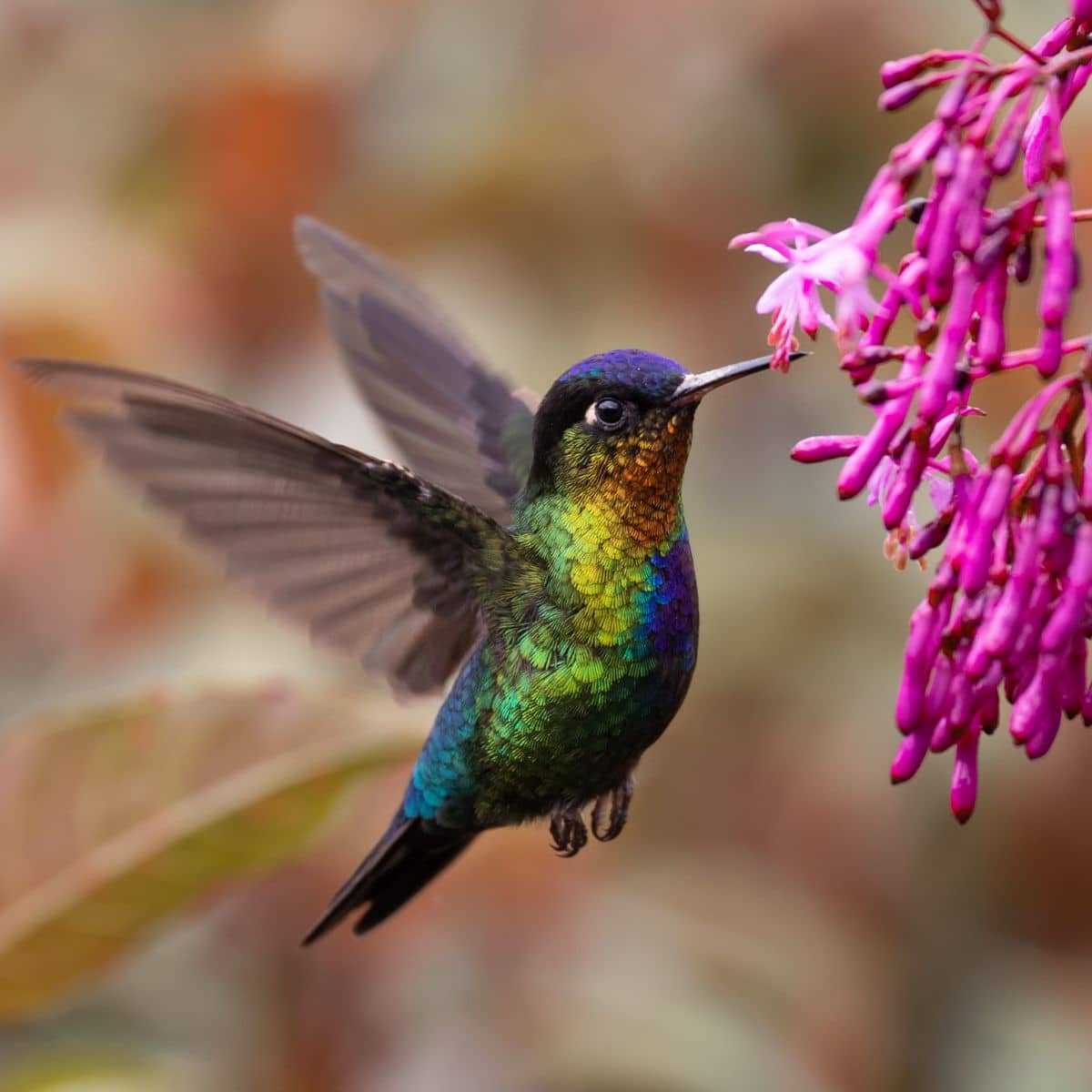 Do Hummingbirds Eat Mosquitoes? (Everything To Know) - Bird Nature