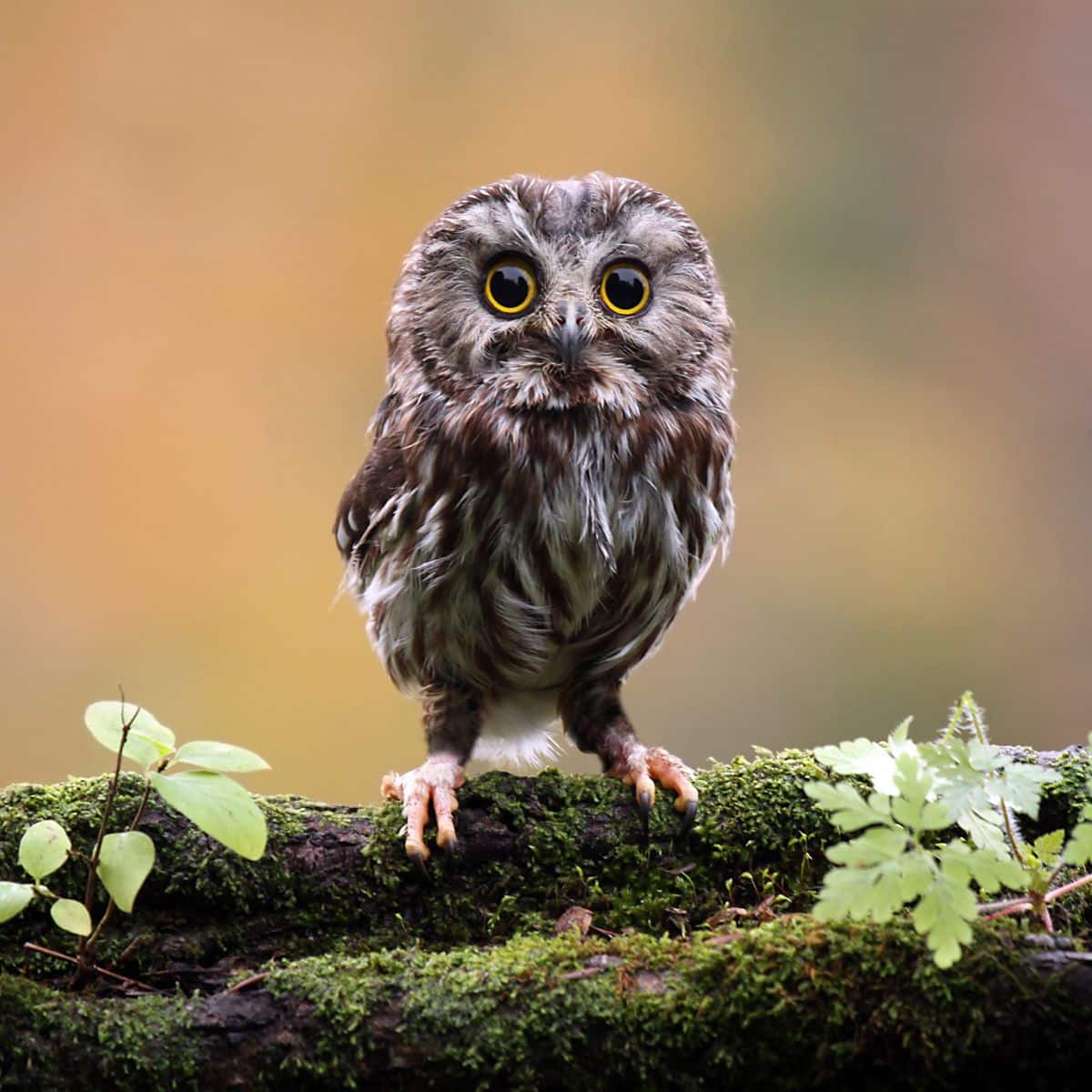 Do Owls Eat Bats? (Answered) - Bird Nature