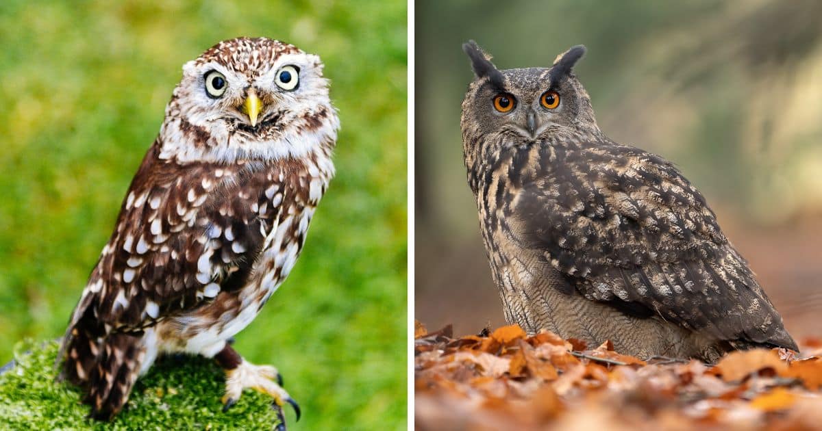 Do Owls Eat Rabbits? (Here's the Truth) Bird Nature