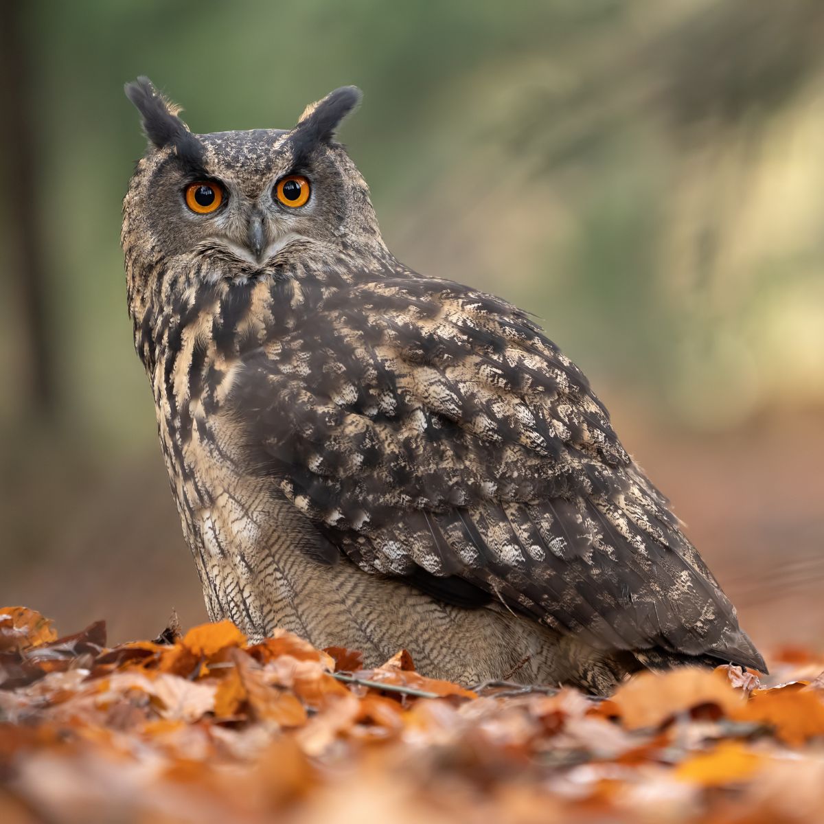 Do Owls Eat Rabbits? (Here's the Truth) Bird Nature