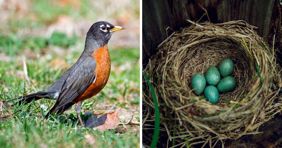 do-robins-reuse-their-nests-here-are-the-facts-bird-nature