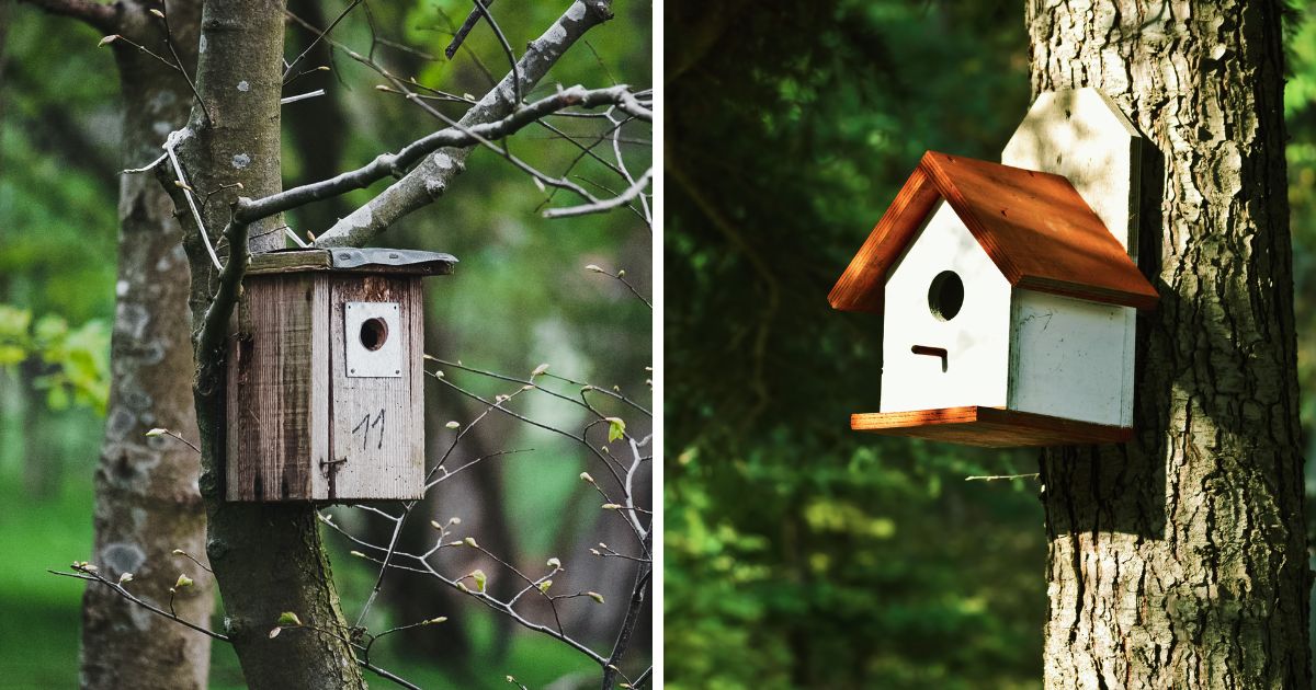 Finch Bird House 11 Best Plans You Can DIY Bird Nature