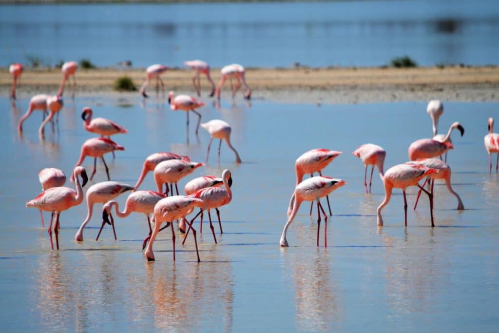 What Is A Group Of Flamingos Called? (Answered) - Bird Nature