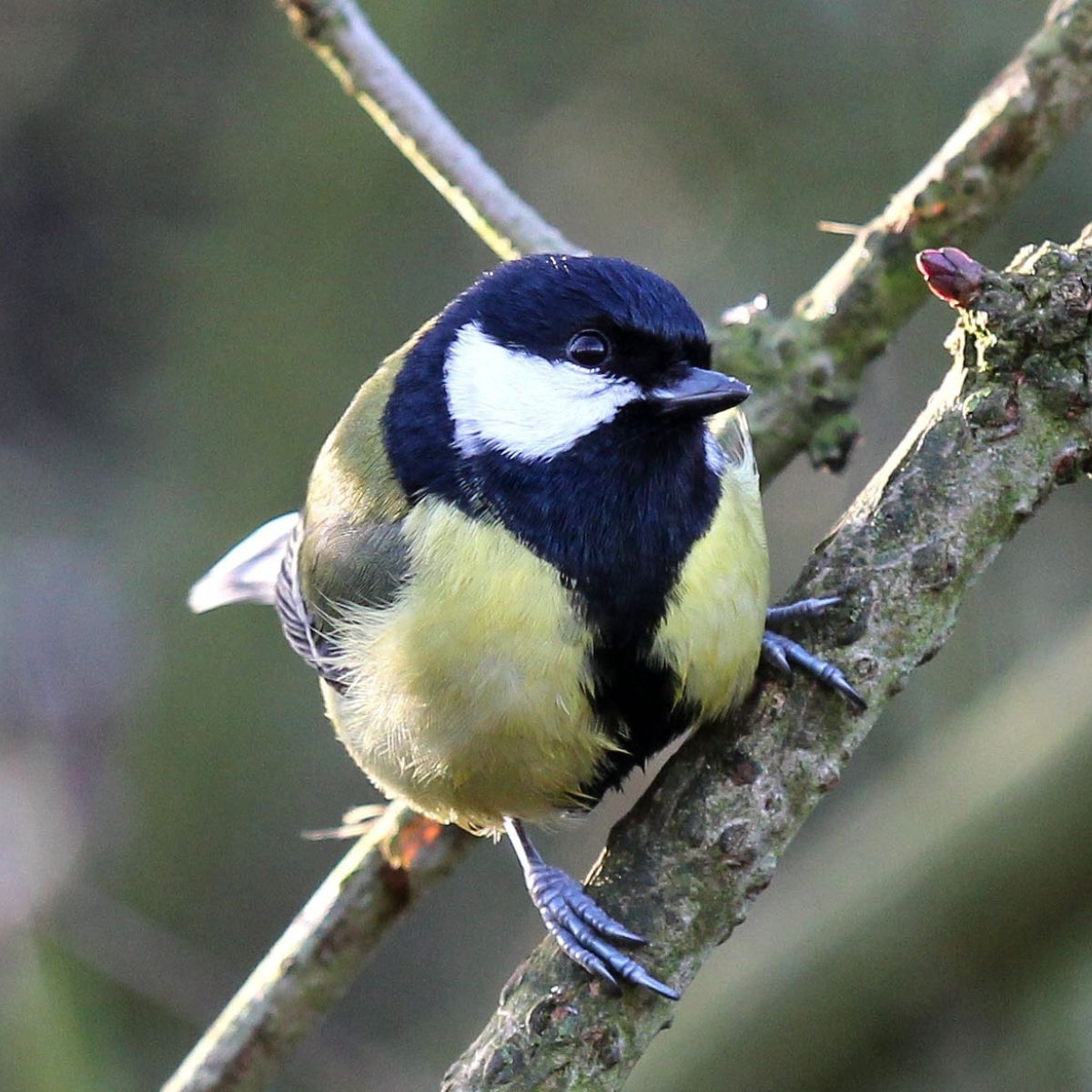 Great Tit: Facts, Song & Diet (The Definitive Guide) - Bird Nature