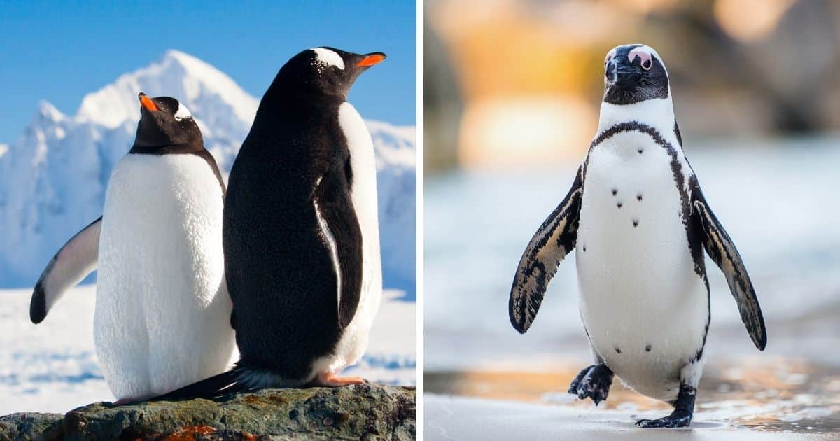 How Tall Are Penguins? (Comparisons With Other Birds) - Bird Nature