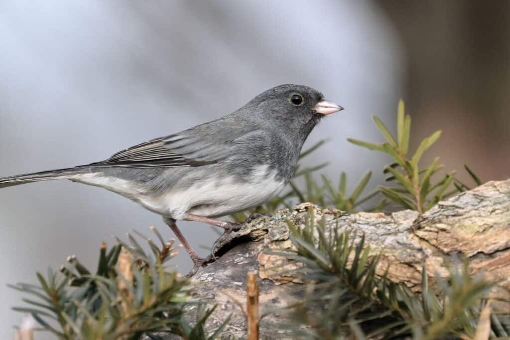 Junco Vs. Chickadee (11 Key Differences Explained) - Bird Nature