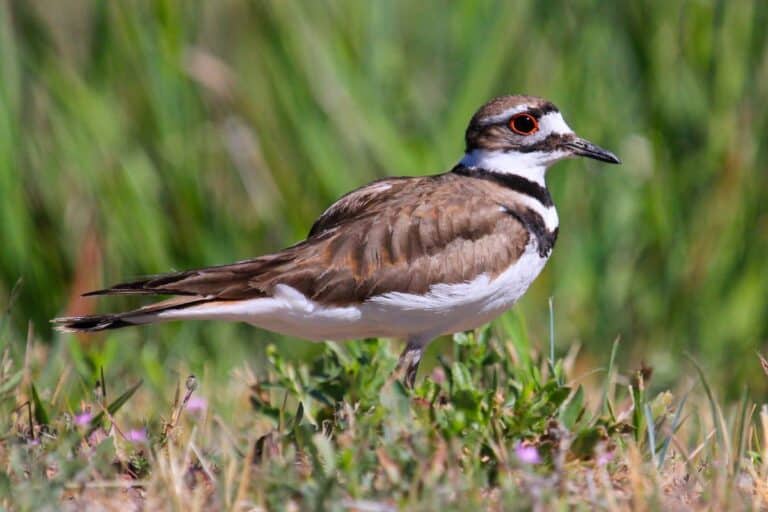 What Do Killdeer Eat? (Diet & Facts) - Bird Nature