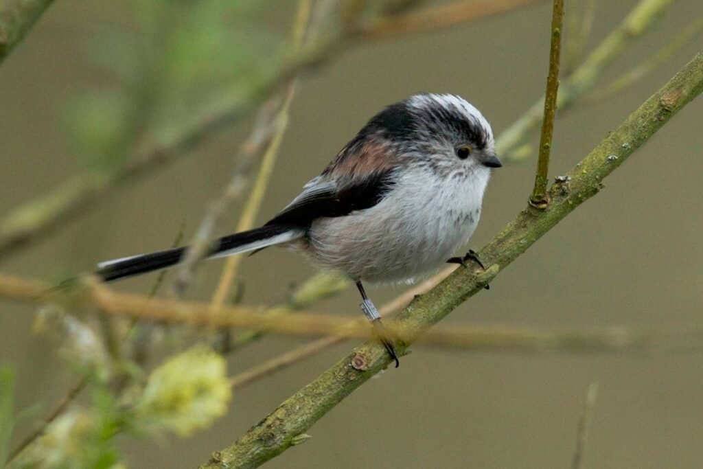 Long-Tailed Tit: Facts, Song, & Diet - Bird Nature