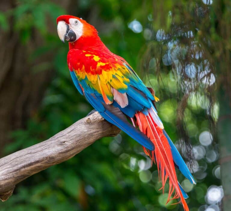 How Long Do Macaws Live? (Here's the Truth) - Bird Nature