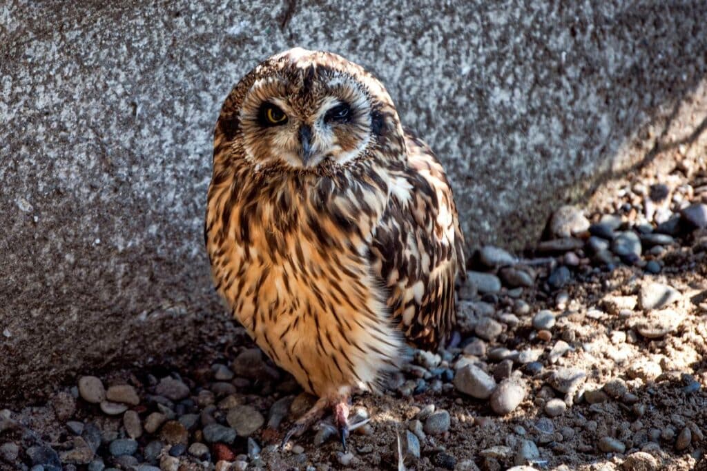 Do Owls Eat Cats? (Here's the Truth) - Bird Nature