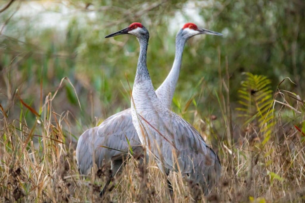 What Do Sandhill Cranes Eat? (Diet & Facts) - Bird Nature