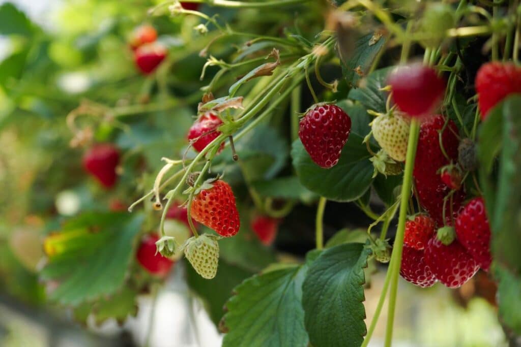 Can Ducks Eat Strawberries? (Do’s and Don'ts) - Bird Nature