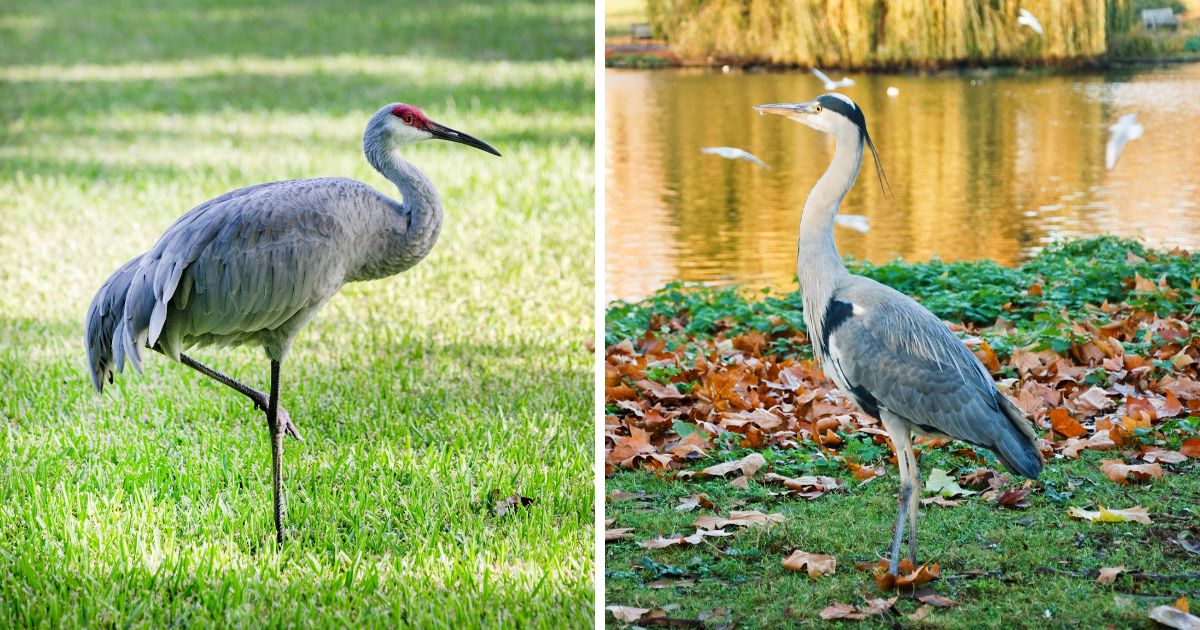 what-do-cranes-eat-youtube