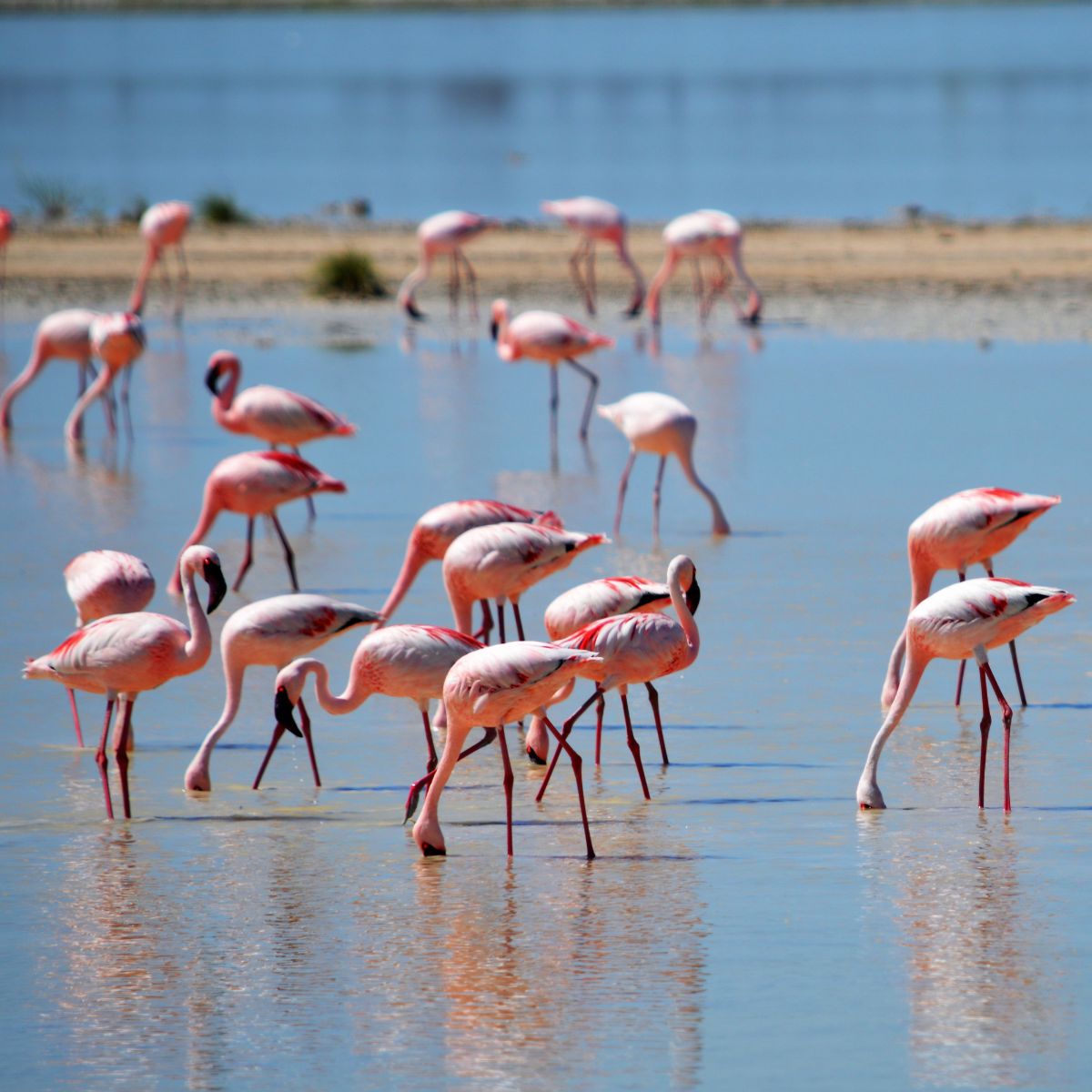 What Is A Group Of Flamingos Called Answered Bird Nature