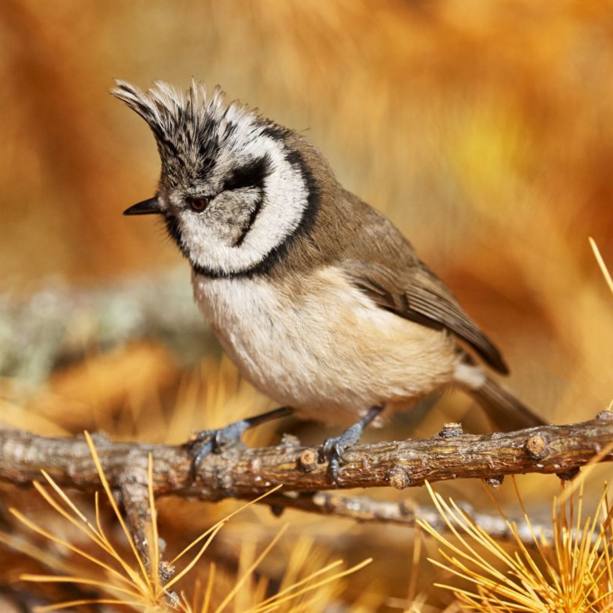 what-sound-does-a-tit-bird-make-audio-samples-inside-bird-nature