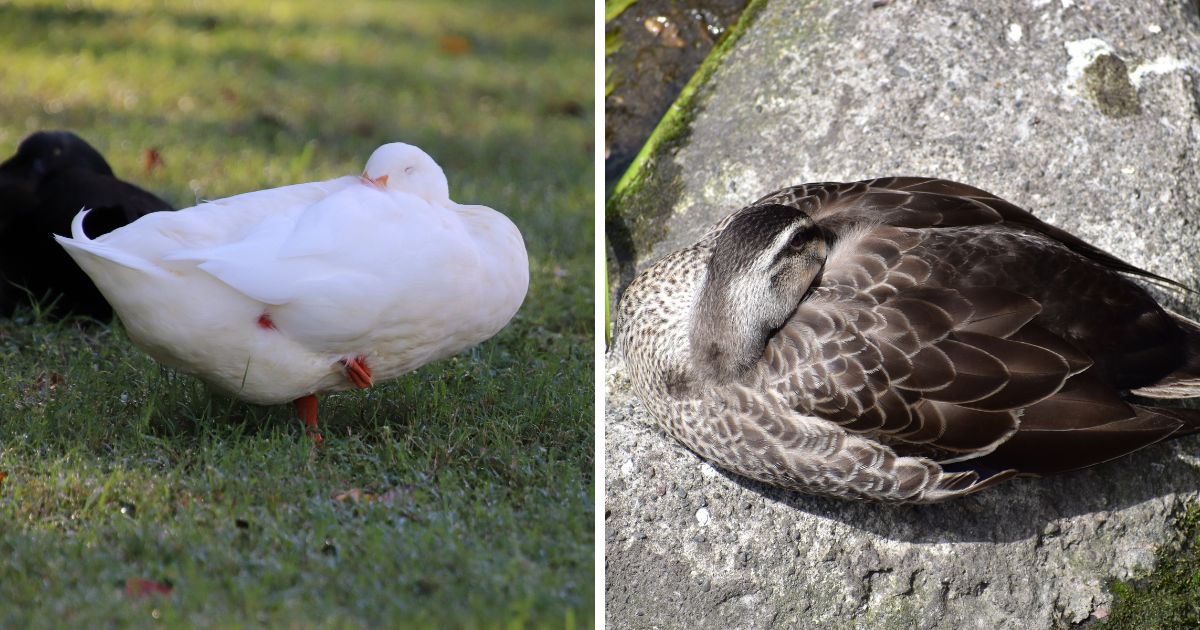 Where Do Ducks Sleep (and Why)? - Bird Nature