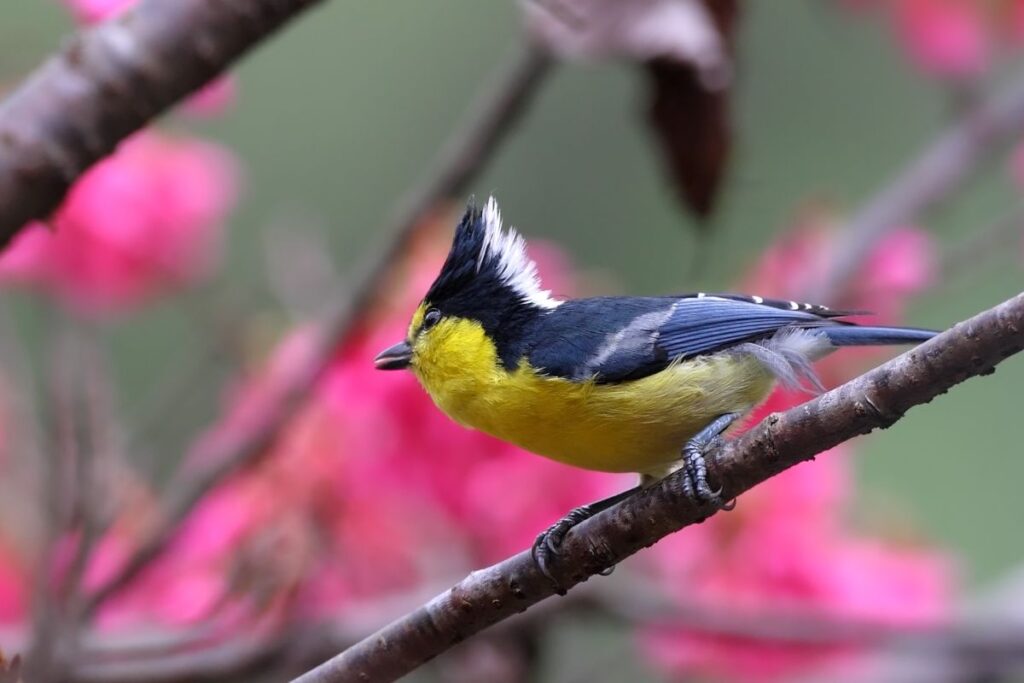 Yellow Tit Bird: Facts, Song, & Diet (The Definitive Guide) - Bird Nature