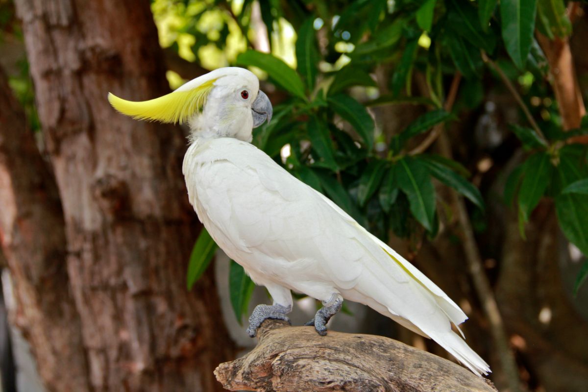 A beautiful Sulfur Crested Cockatoo perched on a branch.