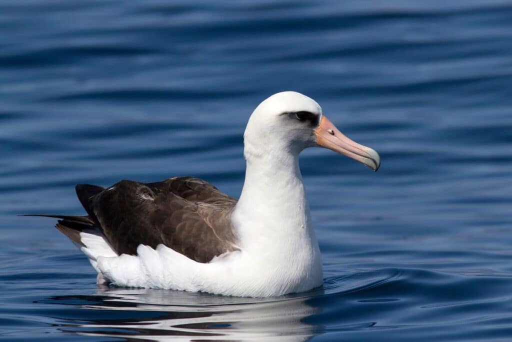 11 Monogamous Birds That Mate for Life (& Do They Cheat?) - Bird Nature