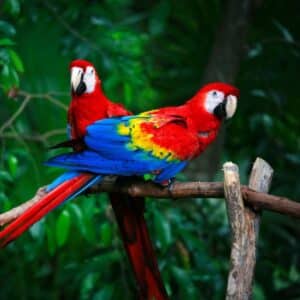 Two beautiful Scarlet Macaws perched on a wooden pole.