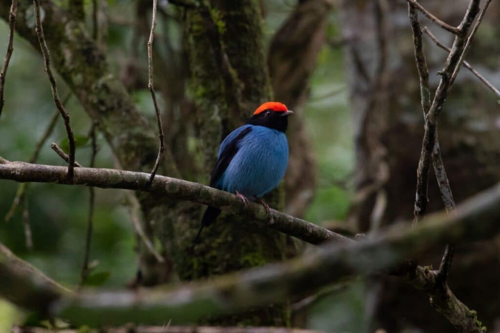 27 Stunning Tropical Birds (World List) - Bird Nature