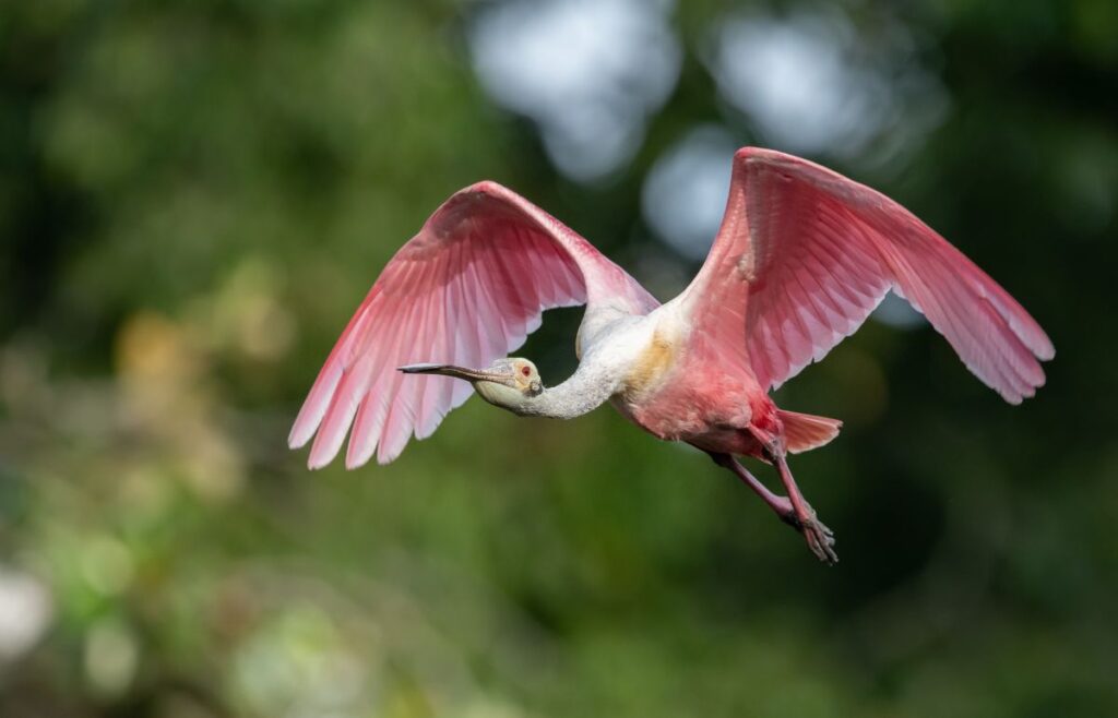 27 Stunning Tropical Birds (World List) - Bird Nature