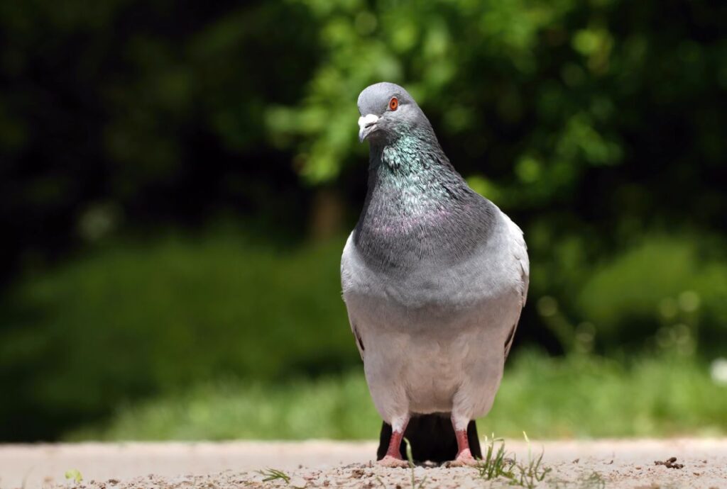 17-birds-with-longest-lifespan-longest-shortest-bird-nature