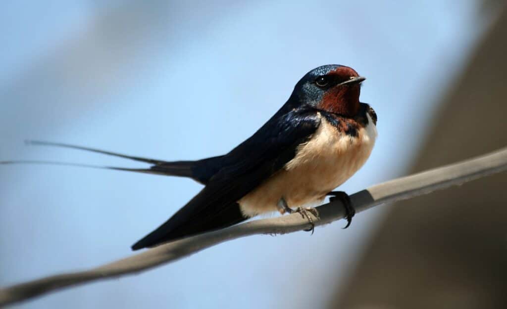 17 Birds Mentioned In The Bible ( With Photos) - Bird Nature