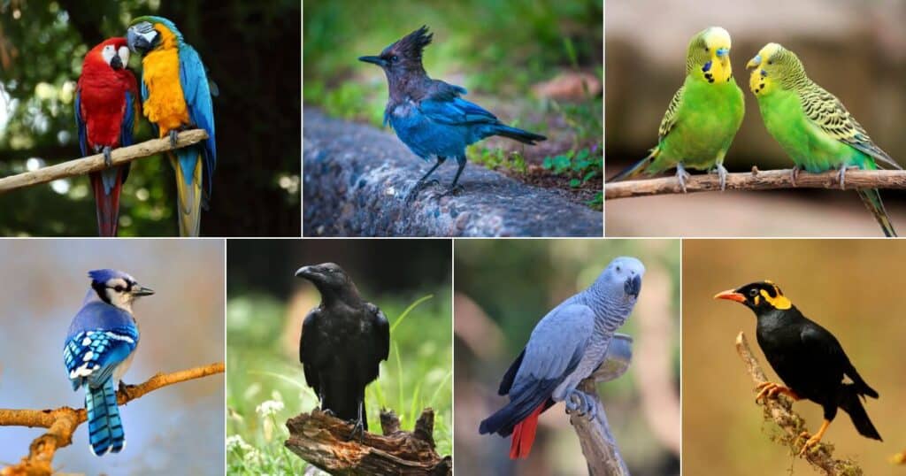 17 Birds That Can Mimic Sound (With Photos) - Bird Nature