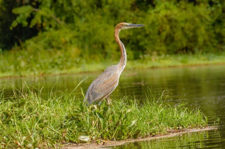 27 Bird Species With Long Beaks (Photos Included) - Bird Nature