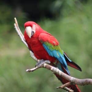 A beautiful Greenwing Macaw perched on a branch.