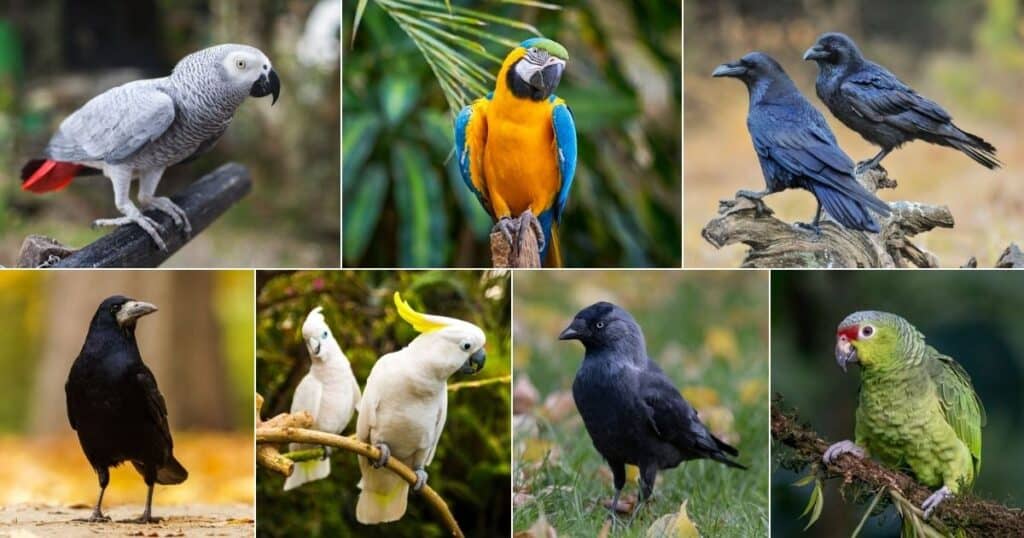 17 Smartest Birds in the World (Photos, Videos Included) - Bird Nature