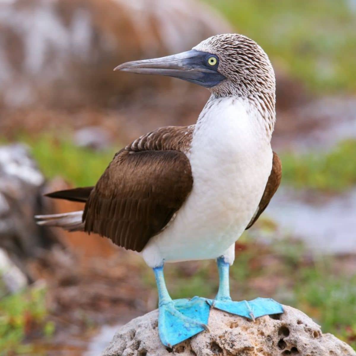 21 Birds That Can Dive Underwater (Photos & Facts) - Bird Nature