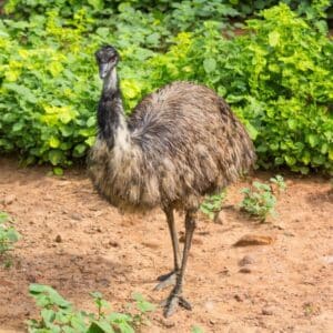 A big, tall Emu standing on the ground.