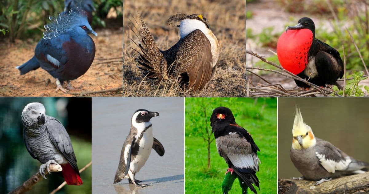 21 Birds That Puff Up Their Chests (Photos & Facts) - Bird Nature