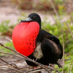 A beautiful Frigatebird perched on branches.